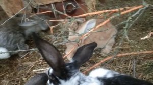 Трудный выбор или куды ведёт кролиководство