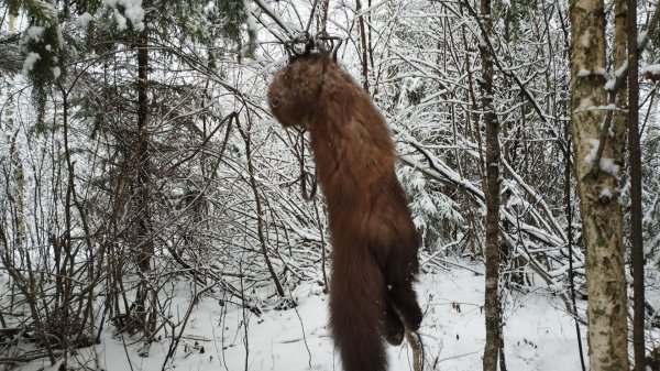 Охота на куницу капканами 2025-26