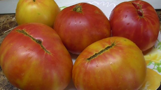 Томатом Вифлеемский огонь восхищаюсь много лет! №374. Красивый, сочный, сладкий! смотреть онлайн