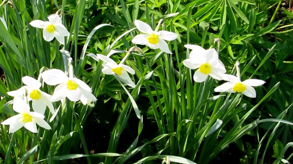 Весенние цветочки смотреть онлайн