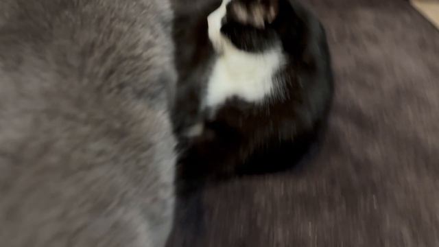 Мурлыки в действии