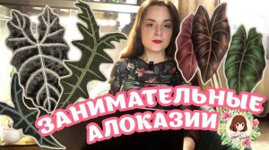ЗАНИМАТЕЛЬНЫЕ АЛОКАЗИИ: НОБИЛИСА НЕ СУЩЕСТВУЕТ? САНДЕРИАНА #alocasia #алоказия [Nana's Plans]
