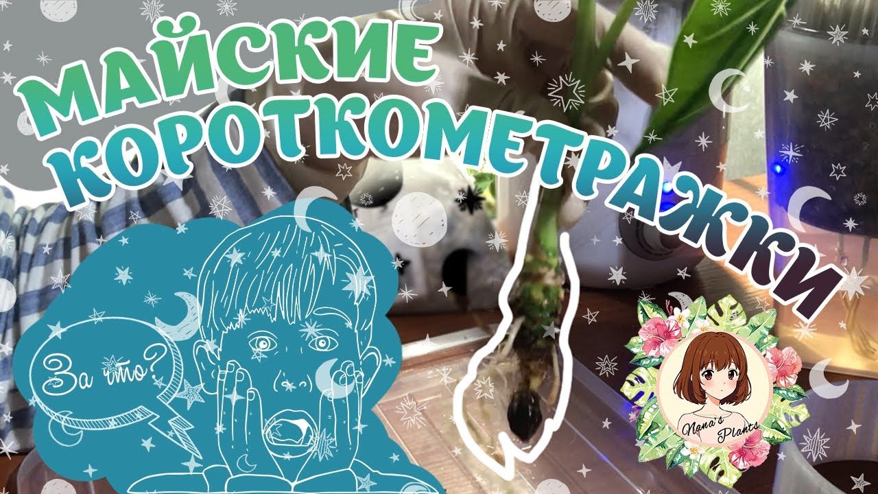 ДЕЛА ПЕРЕСАДОЧНЫЕ 2: СПАСТИ РЯДОВОГО МИШОЛЬЦУ (И ЕГО ТОВАРИЩА ГОЛДЕН БОУНА) #алоказия #alocasia