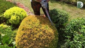 Видео журнал «Сады в отличной форме №46» Обрезка и формирование хвойных и лиственных растений.