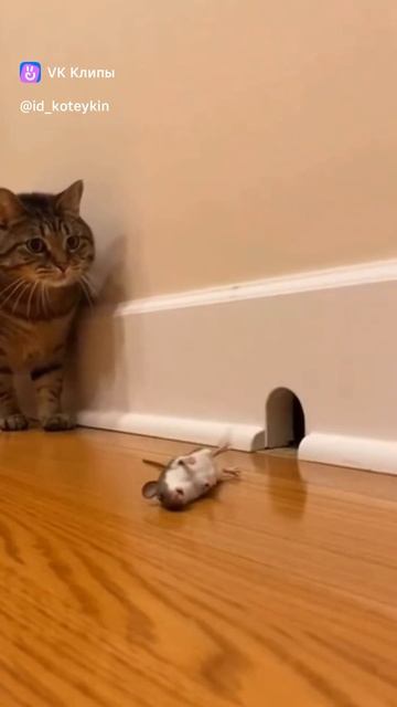 Кот убийца) смотреть онлайн