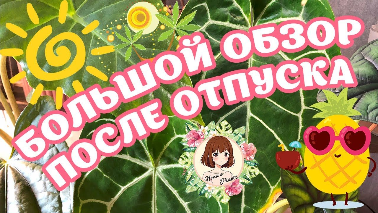 ВЕРНУЛАСЬ ИЗ ОТПУСКА: ВСЕМИРНЫЙ ХОЙНЫЙ ПОТОП И ЧУДО ВОСКРЕШЕНИЯ АЛОКАЗИЙ #обзор #коллекция #растения