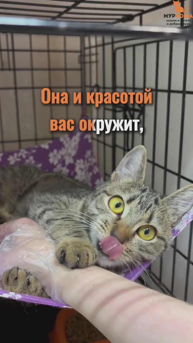 Эйприл ждёт вас в приюте #Муркоша смотреть онлайн