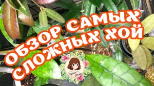 ХОЙИ-ТОРМОЗА: КТО РАДОВАЛ МЕНЯ МЕНЬШЕ ВСЕГО | В ЧЁМ ПРИЧИНЫ? #обзор #хойя #hoya