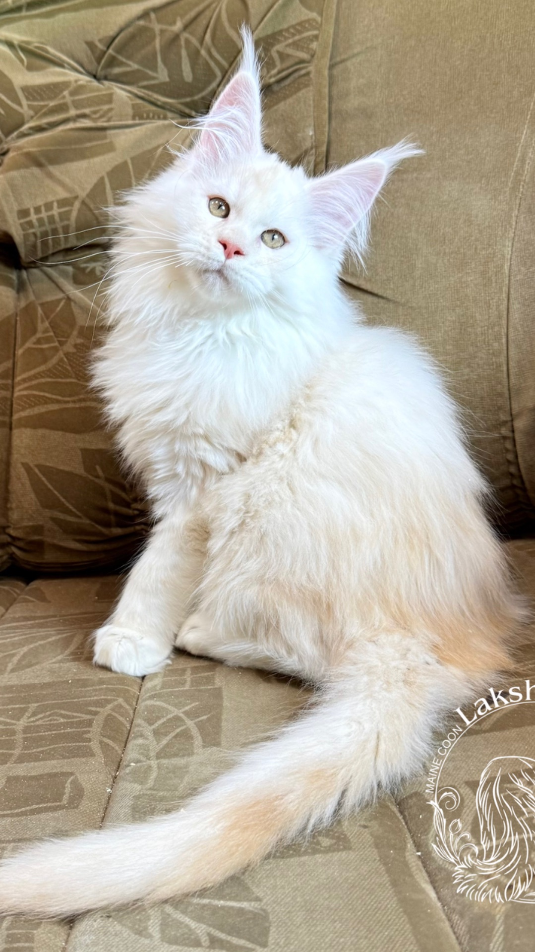 Xantos Mos Lakshestar котенок мейн кун 3 месяца и 1 день.