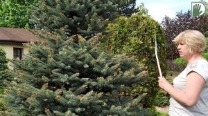 Видео журнал «Сады в отличной форме №43» Хвойные растения. Советы и приемы по обрезке и уходу.