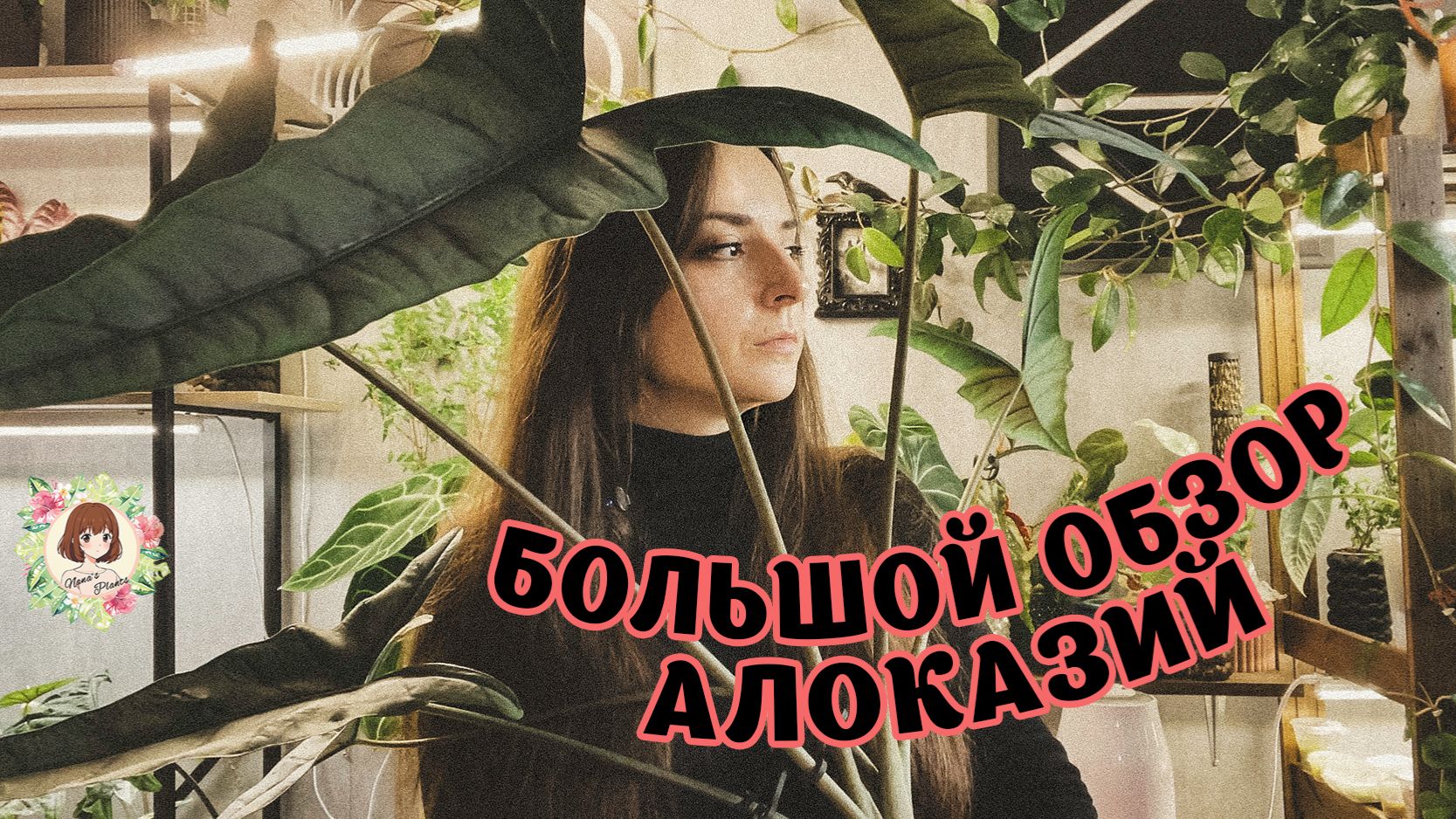 БОЛЬШОЙ ОБЗОР АЛОКАЗИЙ: ДО И ПОСЛЕ + НОВИНКИ | АНОНС РОЗЫГРЫША #алоказии #alocasia #обзор #review