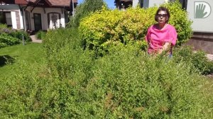 Видео журнал «СОФ» №90  ДЕКОРАТИВНЫЕ ЛУКИ и их компаньоны в дизайне сада и цветников