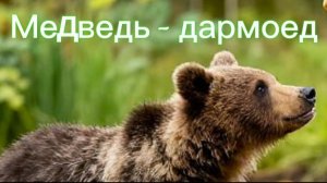 «Медведь-дармоед».Рассказ Николая Сладкова для детей и взрослых. Внеклассное чтение. #школьникам