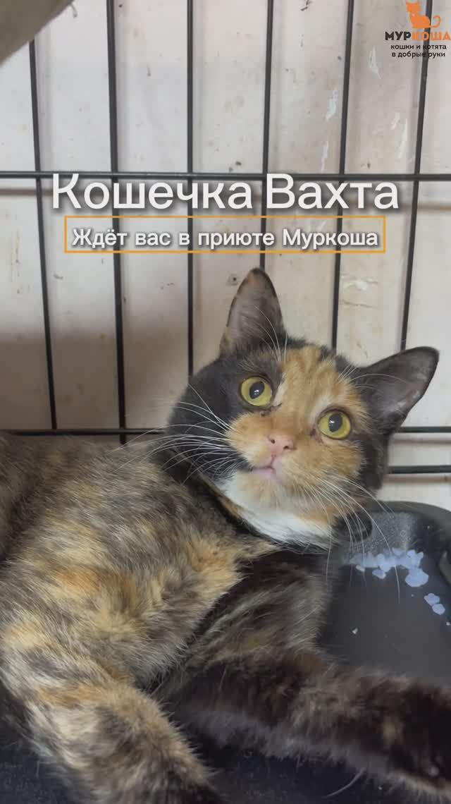 Вахта ждёт вас в приюте #Муркоша смотреть онлайн