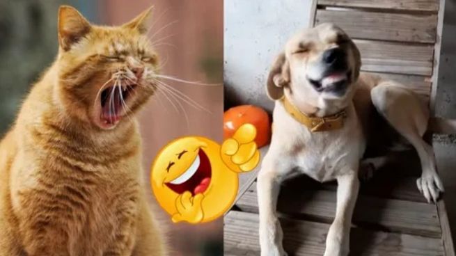 Смешные животные 🐺Я РЖАЛ ДО СЛЕЗ 😸🐺ЛУЧШИЕ ПРИКОЛЫ С КОТАМИ И СОБАКАМИ смотреть онлайн