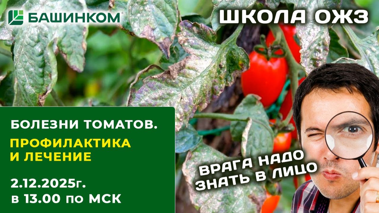 БОЛЕЗНИ ТОМАТОВ. ПРОФИЛАКТИКА И ЛЕЧЕНИЕ - ШКОЛА ОЖЗ 02.12.2025 смотреть онлайн