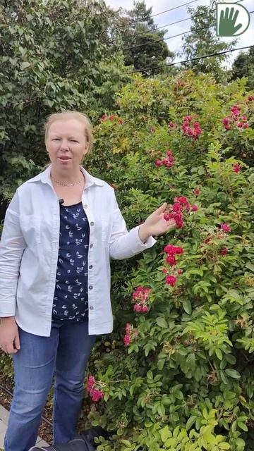 СОКОЛЬНИКИ. РОЗЫ В ЦВЕТНИКАХ #youtubeshorts #ландшафтныйдизайн #design #garden #уходзасадом смотреть онлайн