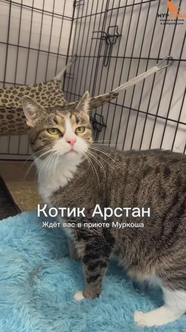 Арстан ждёт вас в приюте #Муркоша смотреть онлайн
