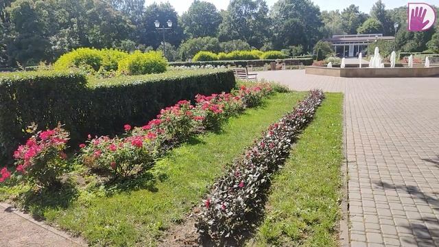 Видео журнал "PRO·ЦВЕТНИКИ" №5 - ЗЛАКИ, ХВОЙНЫЕ и РОЗЫ в дизайне и садовых композициях. смотреть онлайн