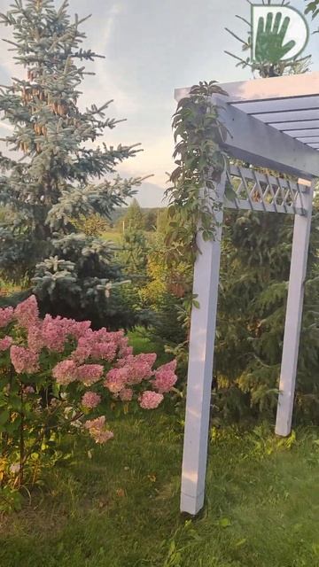 ГОРТЕНЗИИ в осеннем саду! #ландшафтныйдизайн #гортензии #design #garden #youtubeshorts #уходзасадом смотреть онлайн