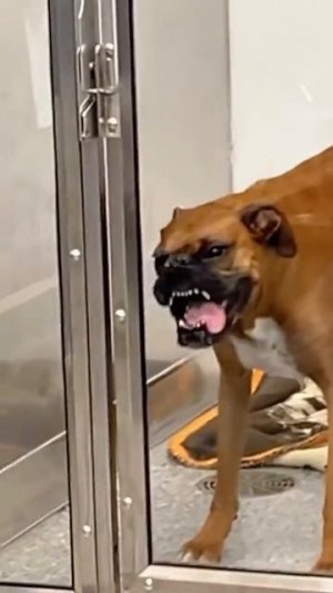 Видео от МЯУтаверс – как метавселенная, но с котами