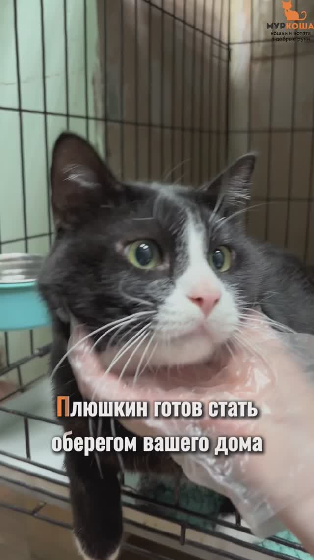 Плюшкин ждёт вас в приюте #Муркоша смотреть онлайн