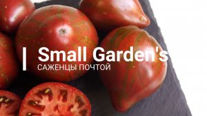 Томат Мятежный Звездный Истребитель. Семена томатов | Small Garden's
