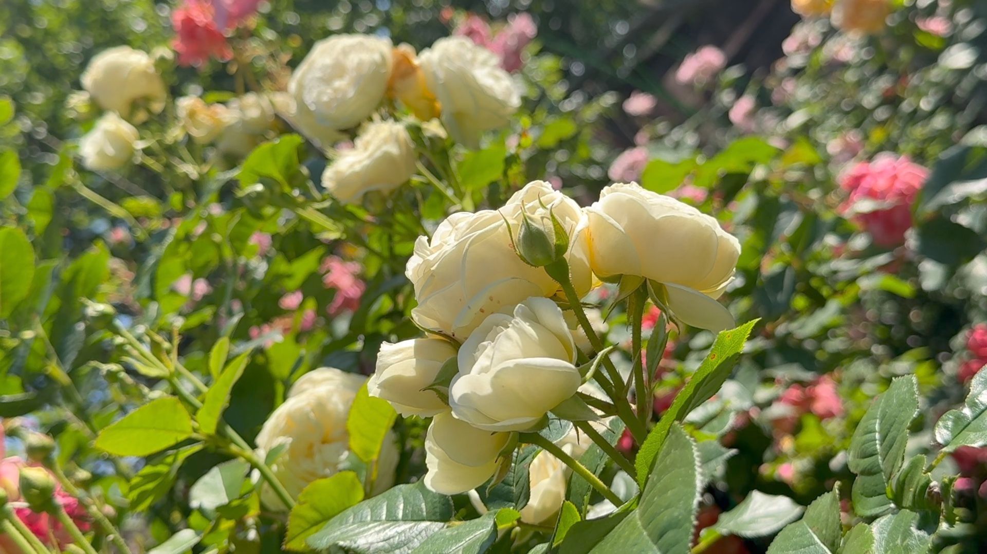 Июль в Саду 14 июля 2025 часть 8 смотреть онлайн