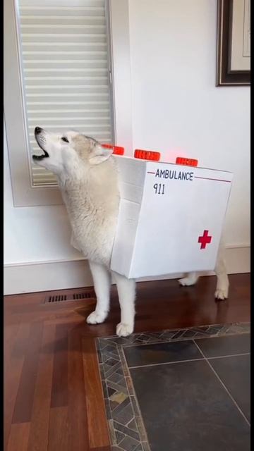 #189 || МЕМЫ || ПРИКОЛЫ || ЮМОР смотреть онлайн