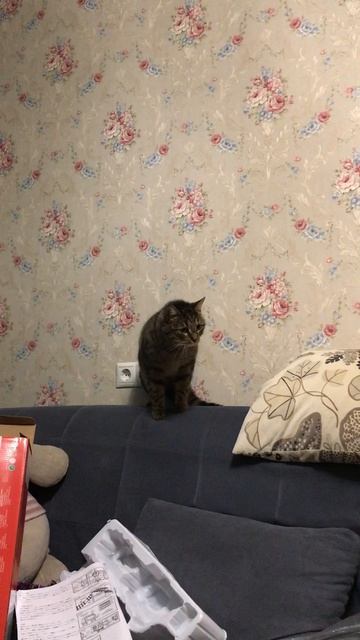 Исполнение детской мечты и шок кота через 3! 2! 1! ☃️ ❄️🎄