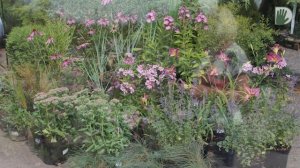 Видео журнал «Сады в отличной форме №24» Цветники различных стилей. Моделируем и делаем сами.