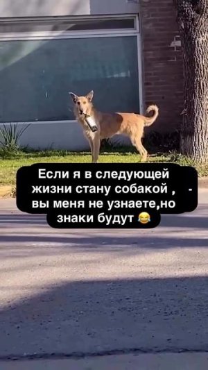 если я в следующей жизни стану собакой