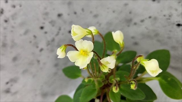 Фиалка трейлер Chantaspring