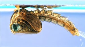 МЫ НАШЛИ ЭТО В ЛЕСУ! ЧТО ИЗ НЕГО ВЫЛУПИЛОСЬ_!