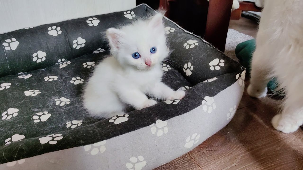 Маленький белый котёнок не позволяет своей кошке-маме себя гладить. Счастливая кошачья семья.