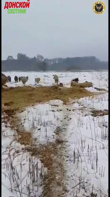 Охота на кабана -Нарушил покой кабанов смотреть онлайн