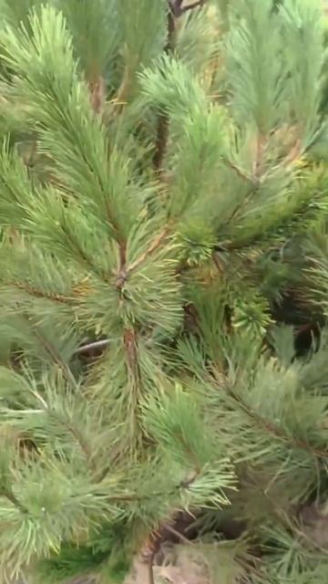 сосна черная крымская