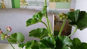 Вовремя пересадить укоренённые черенки Пеларгонии