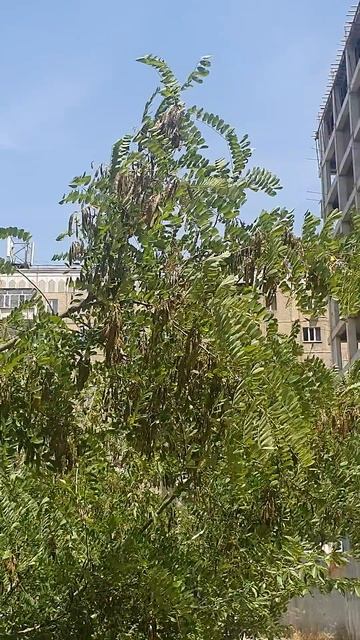 Жарко в Бишкеке  Ветерок немного спасает  #nature #бишкек #релакс #relax