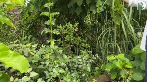 Видео журнал "СОФ №148" - САД  КОЛЛЕКЦИОНЕРА. Интересные и редкие растения в композициях и в дизайне