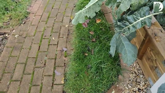 Видео журнал "СОФ №115" ОГОРОД-ЛАБИРИНТ в авторском саду в ноябре смотреть онлайн