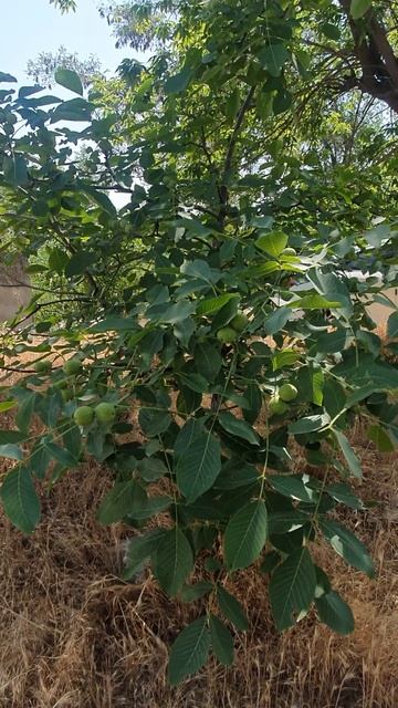 Бишкекские орешки созревают ☘️