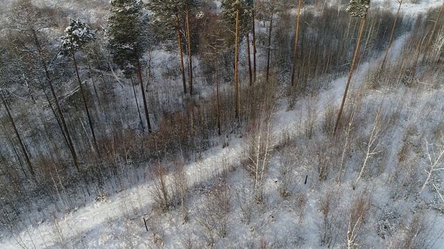 Косули, видео с квадрокоптера!