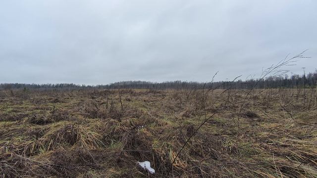 Поле. Ноябрь 2025