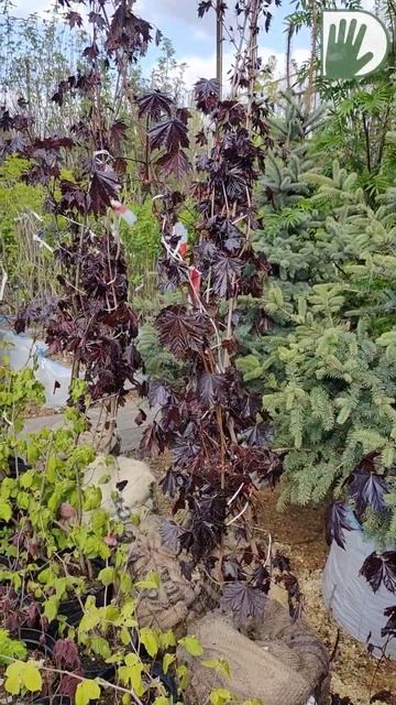 СОВЕТЫ из питомника 1 #design #дача #сад #ландшафтныйдизайн #растения #лето смотреть онлайн