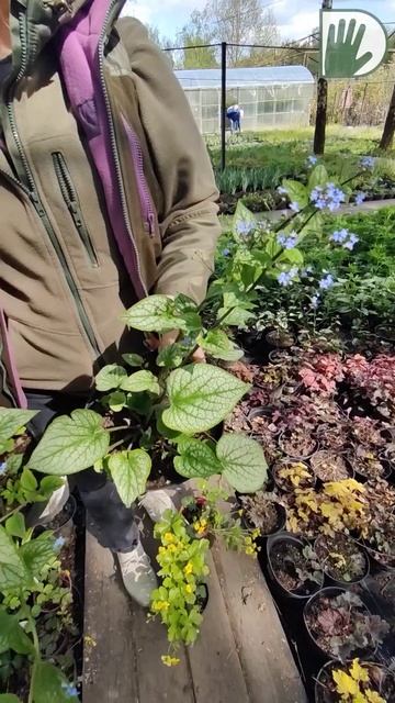 СОВЕТЫ из питомника 3 #design #дача #сад #ландшафтныйдизайн #лето смотреть онлайн