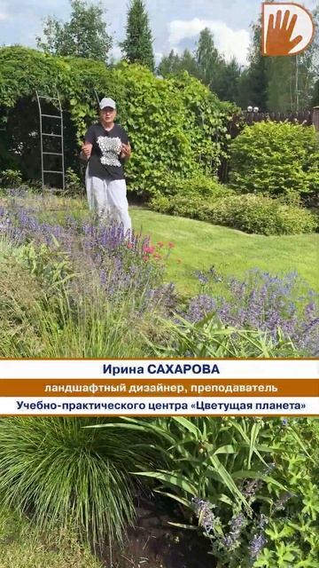 Сад БЕЗ ПРОЕКТА! В нашей сегодняшней программе. #design #дача #сад #ландшафтныйдизайн #лето #цветы смотреть онлайн