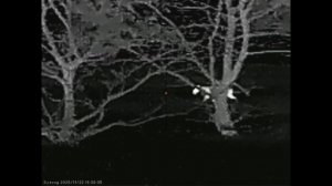 Два интересных вечера охоты на шакала в Волгоградских степях.