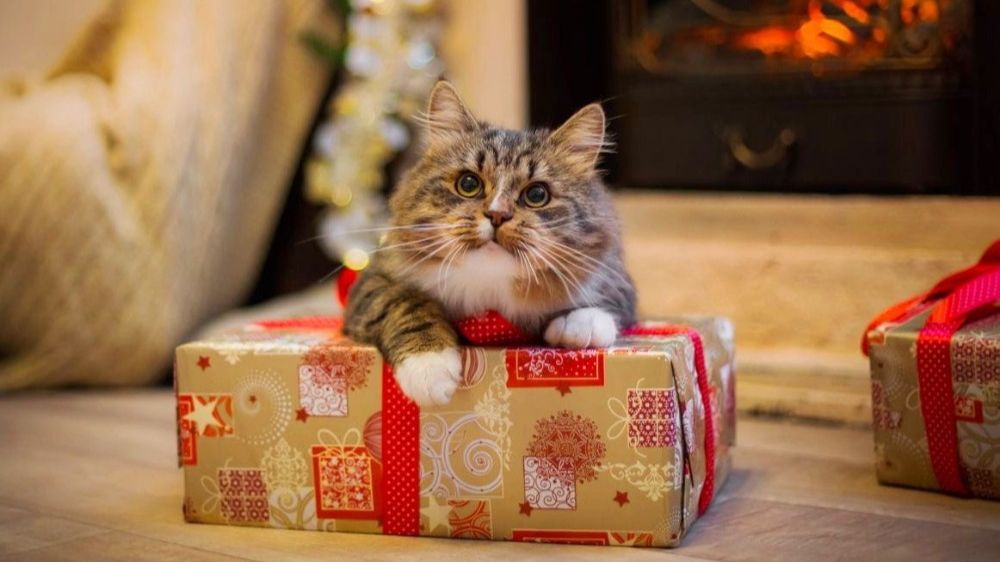 Годовщина аккаунта Мира танков! Спасибо Леста! :) смотреть онлайн