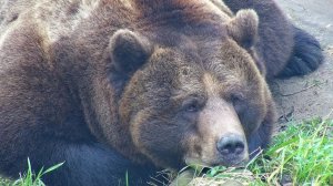 Медведь Мансур размышляет куда пропал снег зимой 🐻